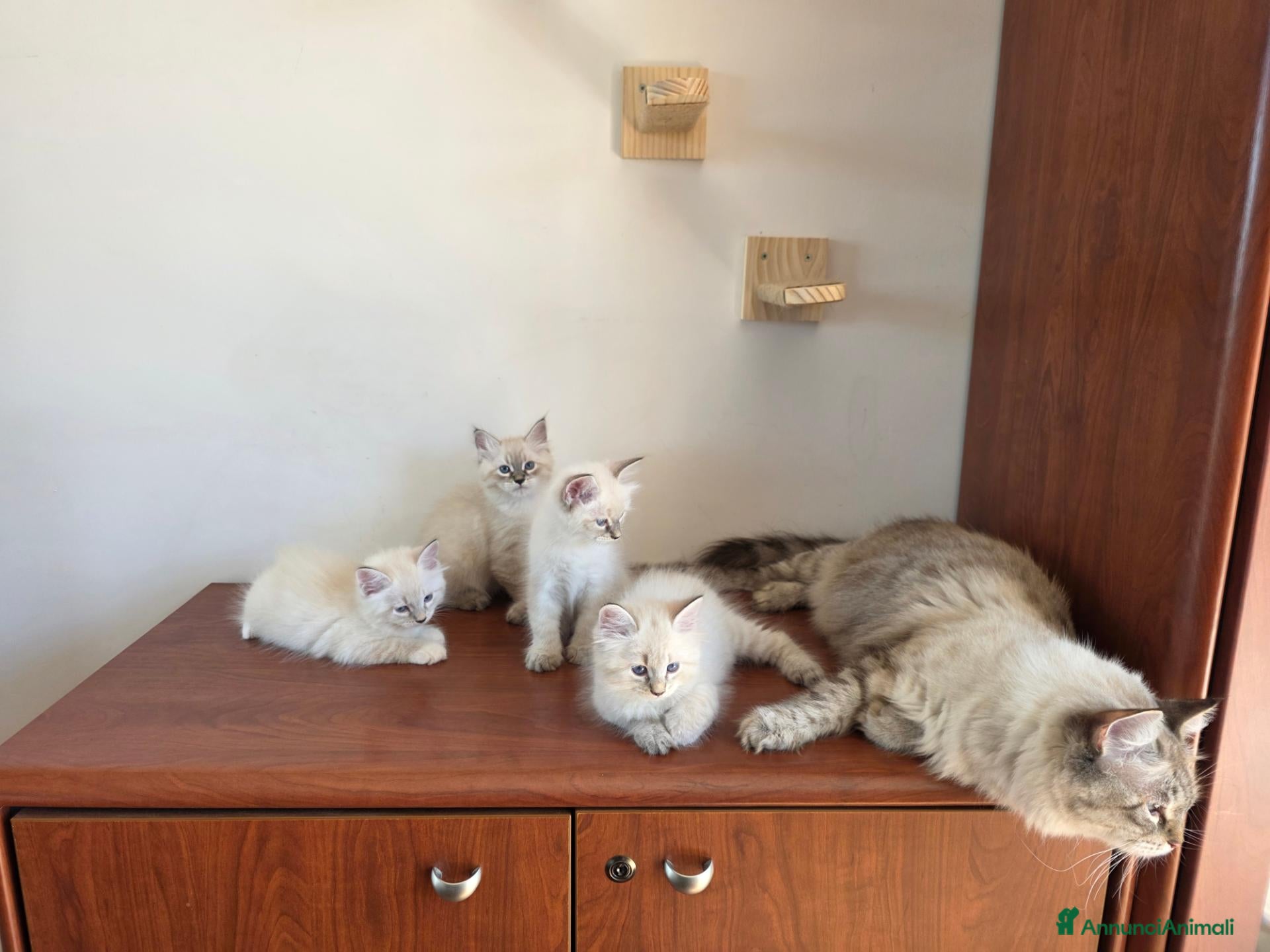 Siberiano gatti Cuccioli Neva Masquerade - Annuncio 10