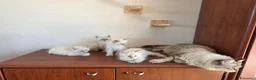 Siberiano gatti in vendita: Cuccioli Neva Masquerade - Annuncio 1