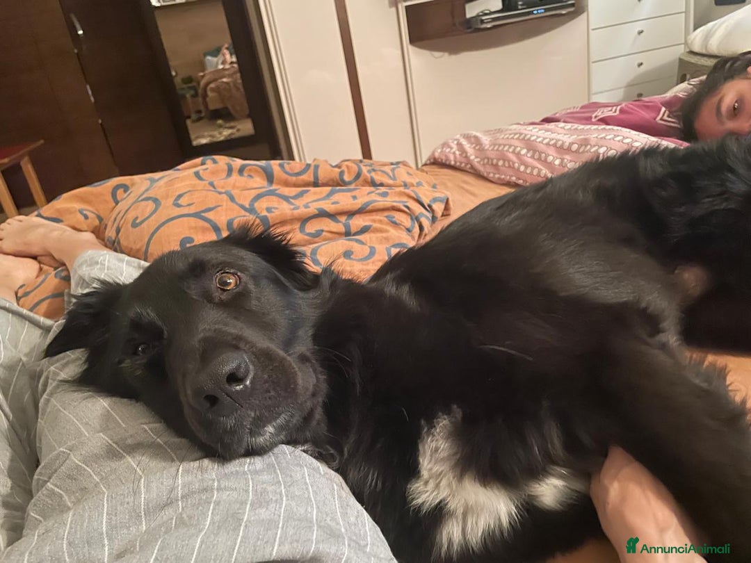 Meticcio cani in regalo: Blackie, Simil Flat Coat Retriever - Annuncio 4