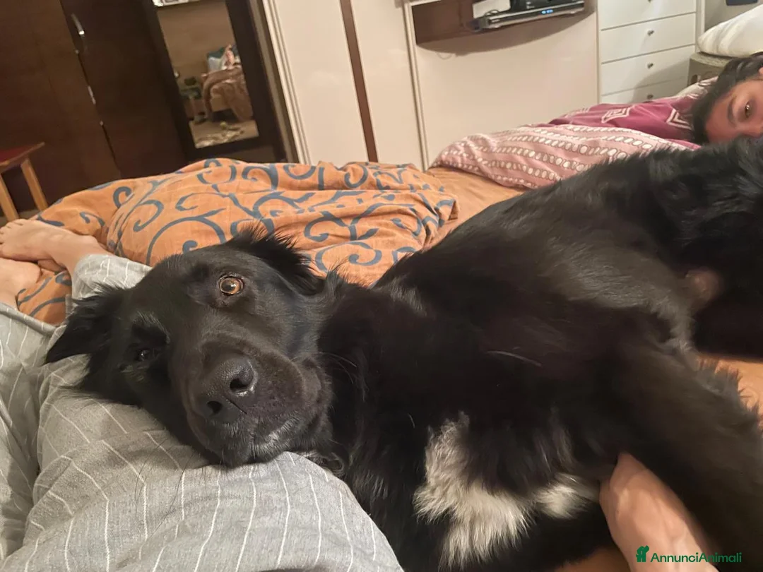 Meticcio cani in regalo: Blackie, Simil Flat Coat Retriever - Annuncio 4