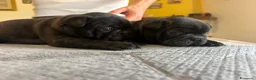 Bulldog Francese cani in vendita: bulldog francese bull dog animali - Annuncio 23