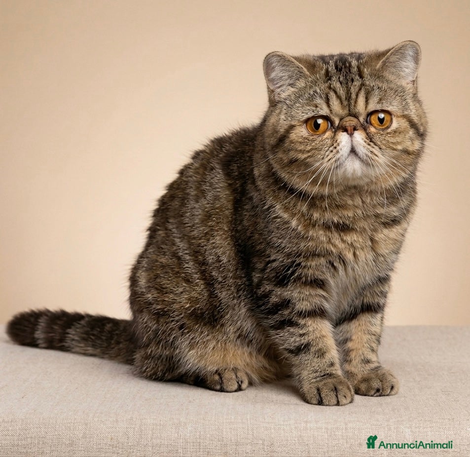 Persiano gatti exotic shortaire maschio - Annuncio 1