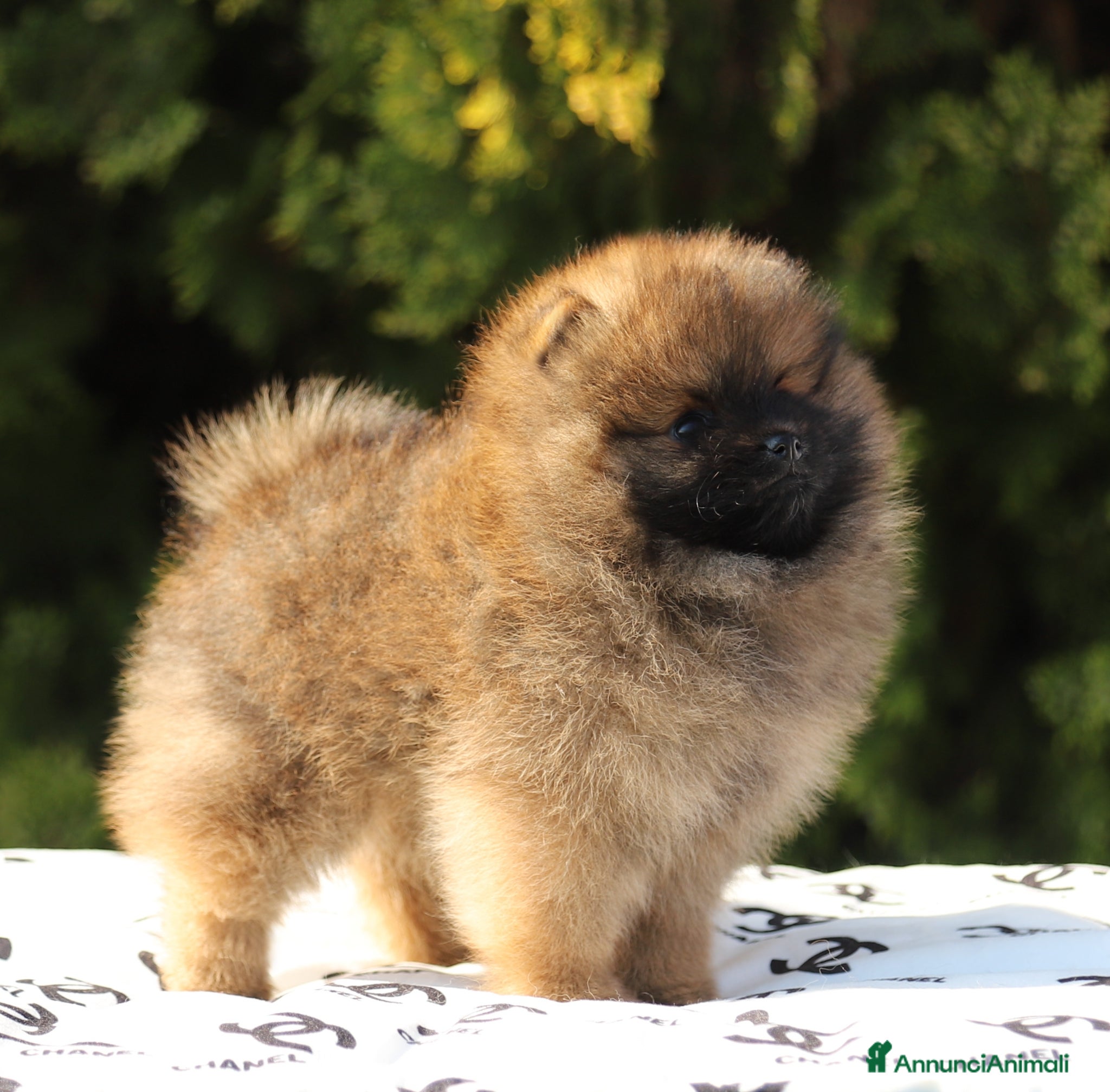 Volpino Pomerania cani Maschio Spitz Nano Pomerania - Annuncio 12