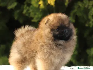 Volpino Pomerania cani Maschio Spitz Nano Pomerania - Annuncio 12