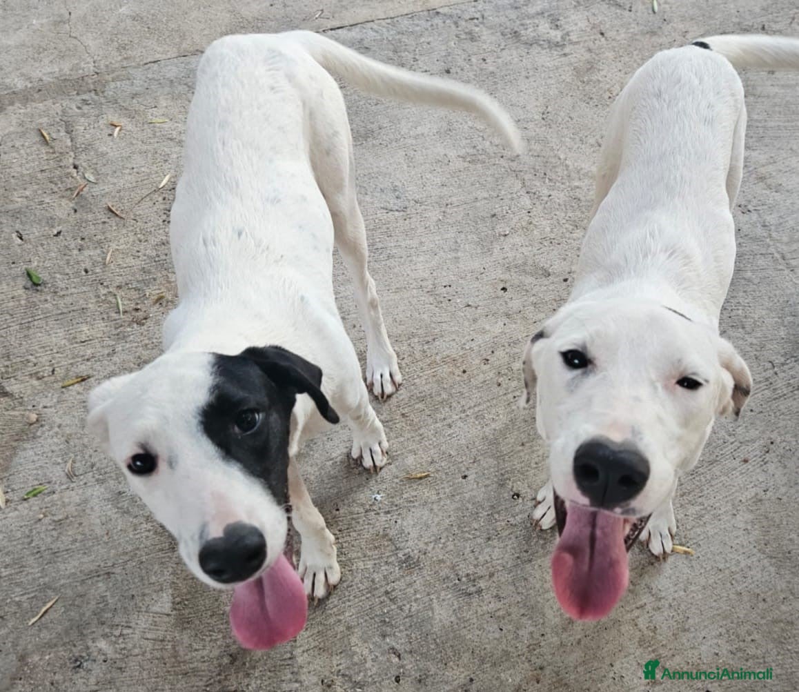 Meticcio cani Thelma & Louise - sorelline cucciole meticce - Annuncio 33