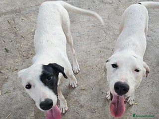 Meticcio cani Thelma & Louise - sorelline cucciole meticce - Annuncio 33