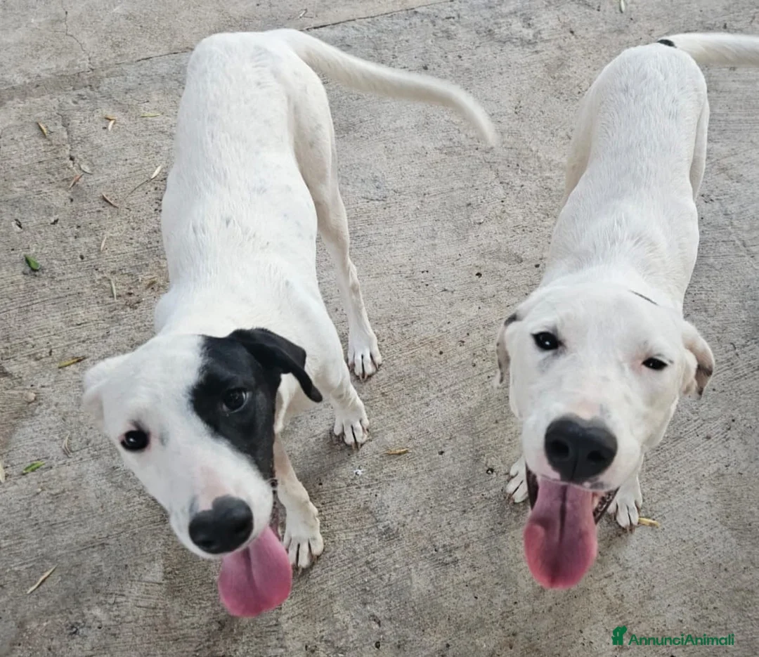 Meticcio cani in regalo: Thelma & Louise - sorelline cucciole meticce - Annuncio 1