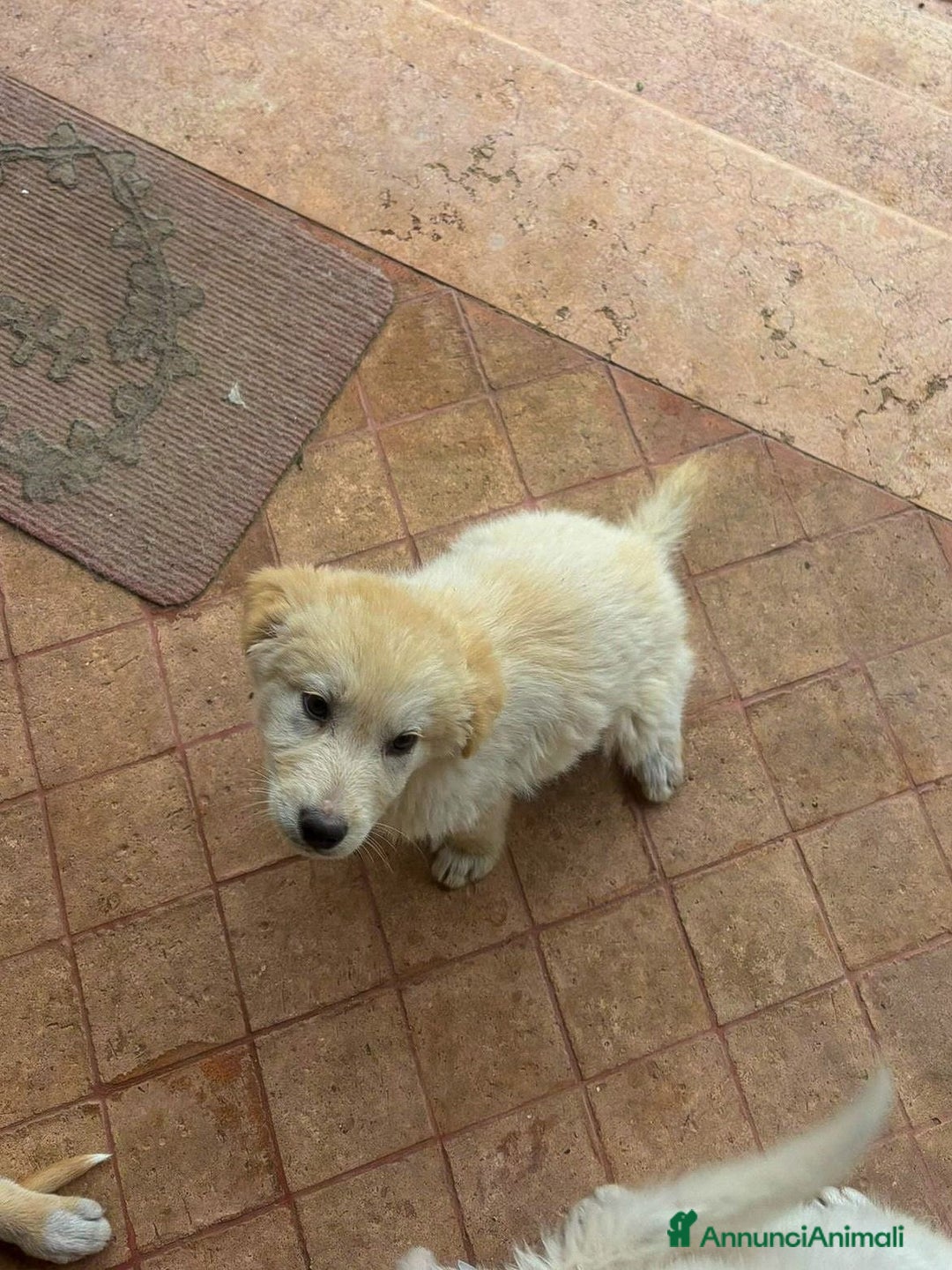 Meticcio cani in regalo: SHIVA 🩷-cucciola pastore musetto vispo, cerca 🏠  - Annuncio 2