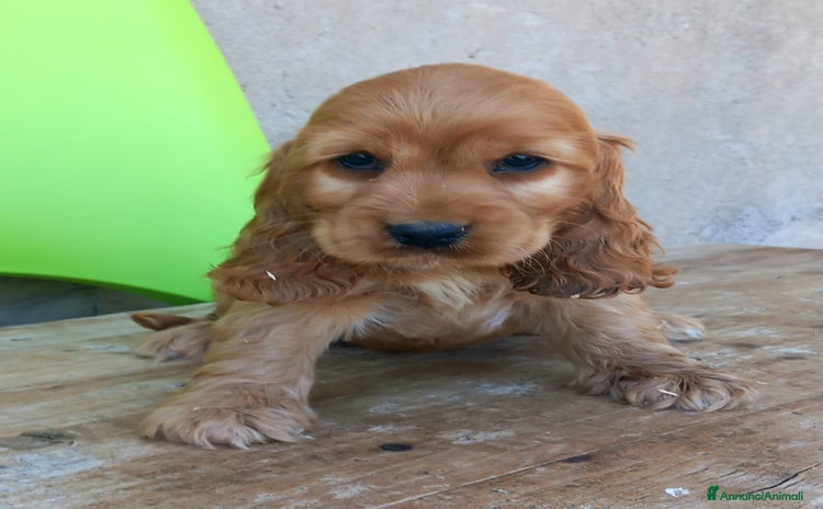 Cocker cani a Città Metropolitana di Bologna - Annuncio 1