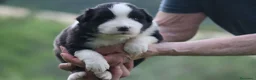 Australian Shepherd cani in vendita: Cucciolini di Australian Shepherd a Provincia di Forlì-Cesena - Annuncio 5