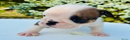 Bulldog cani in vendita: Cuccioli Bulldog Inglese - Annuncio 15