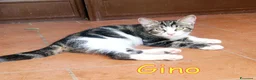 Europeo gatti in regalo: GINO E GAIA DOLCISSIMI GATTINI a Città metropolitana di Roma Capitale - Annuncio 5