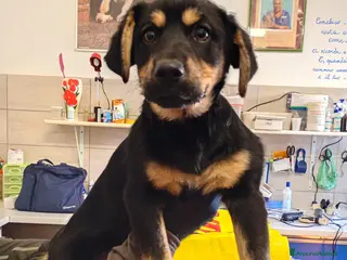 Meticcio cani MATY - Annuncio 5