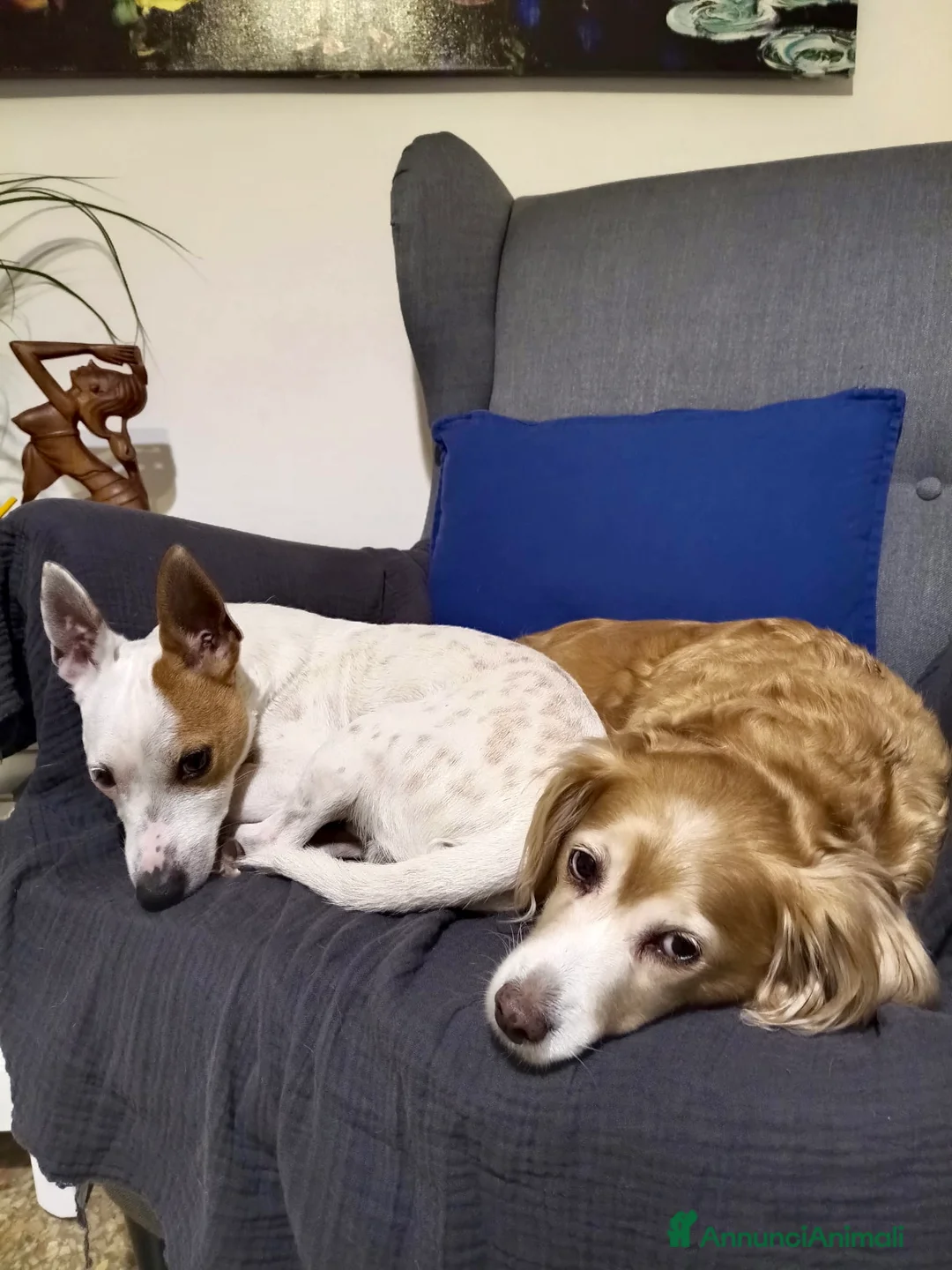 Meticcio cani in regalo: Birillo e Sasha taglie piccole 6 e 8 anni  - Annuncio 2