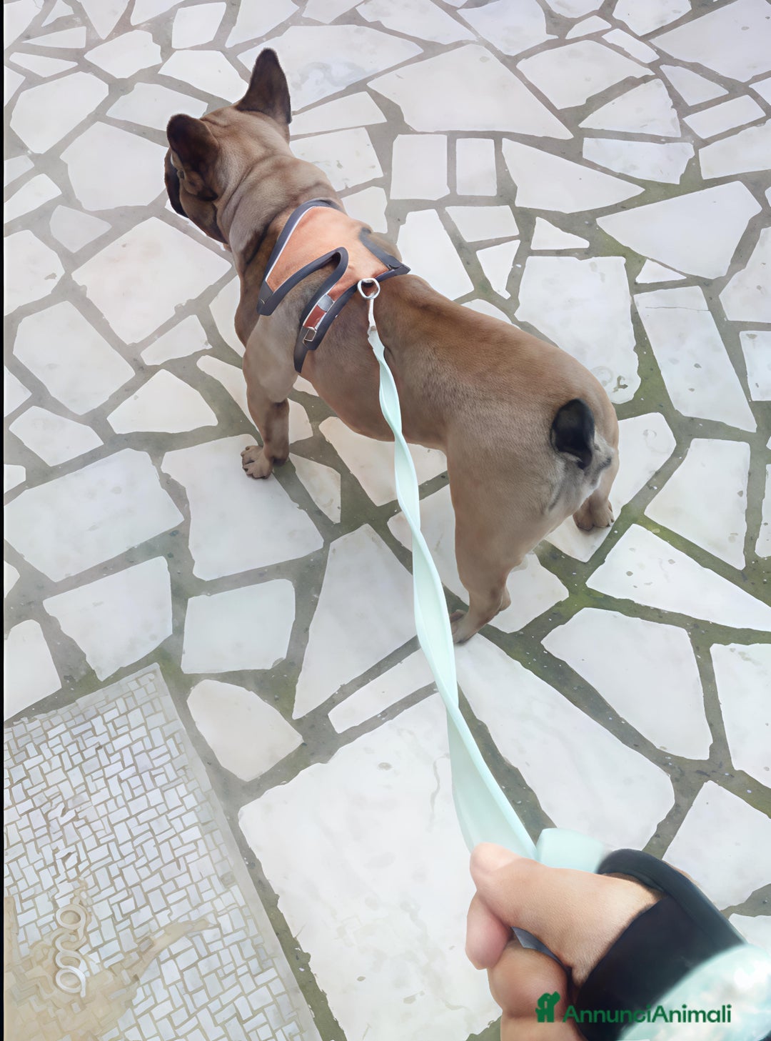 Bulldog Francese cani in vendita: Bulldog francese  - Annuncio 3