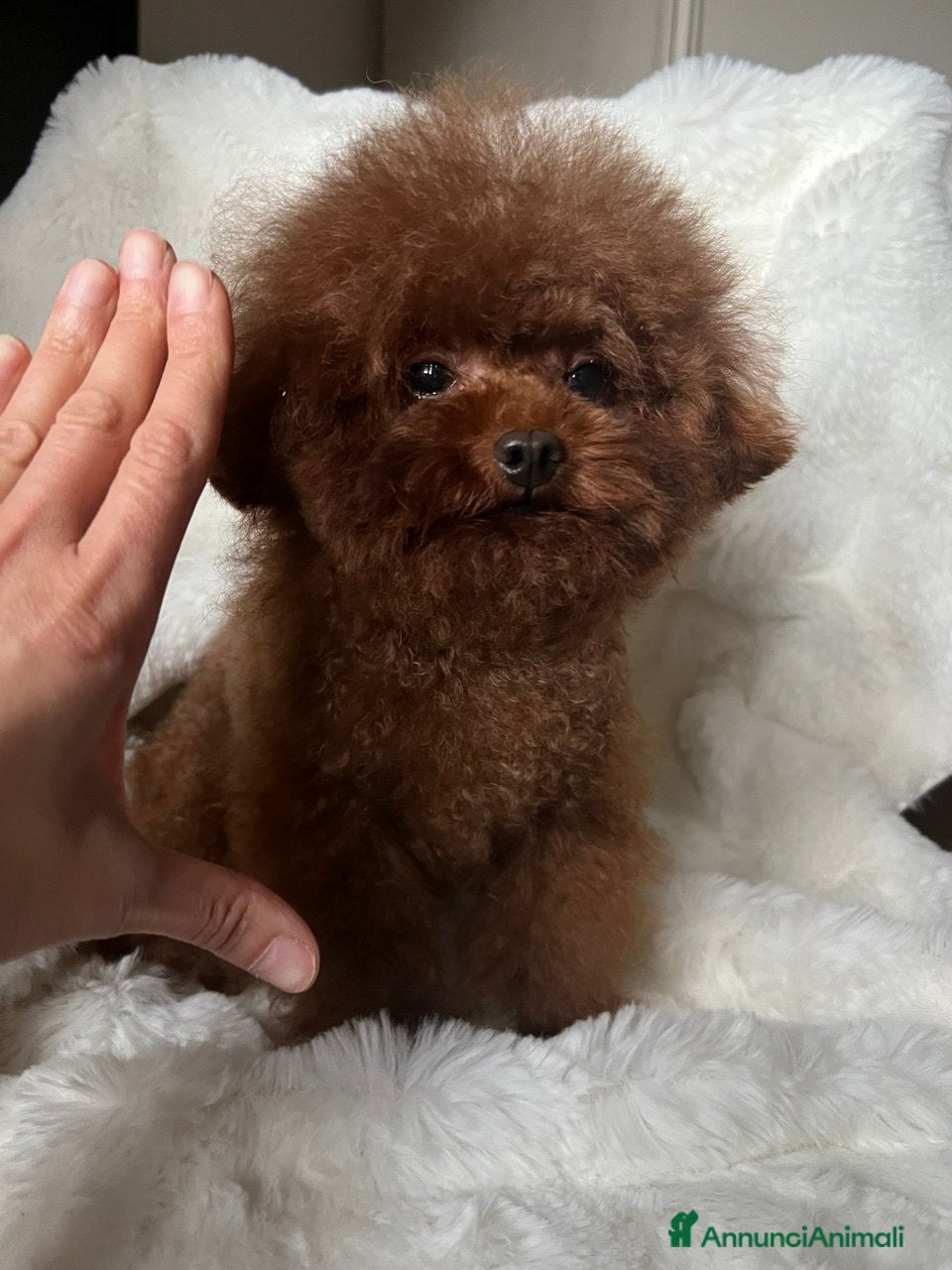 Barboncino Toy cani Accoppiamento con Teacup Poodle, Baby Face! - Annuncio 1