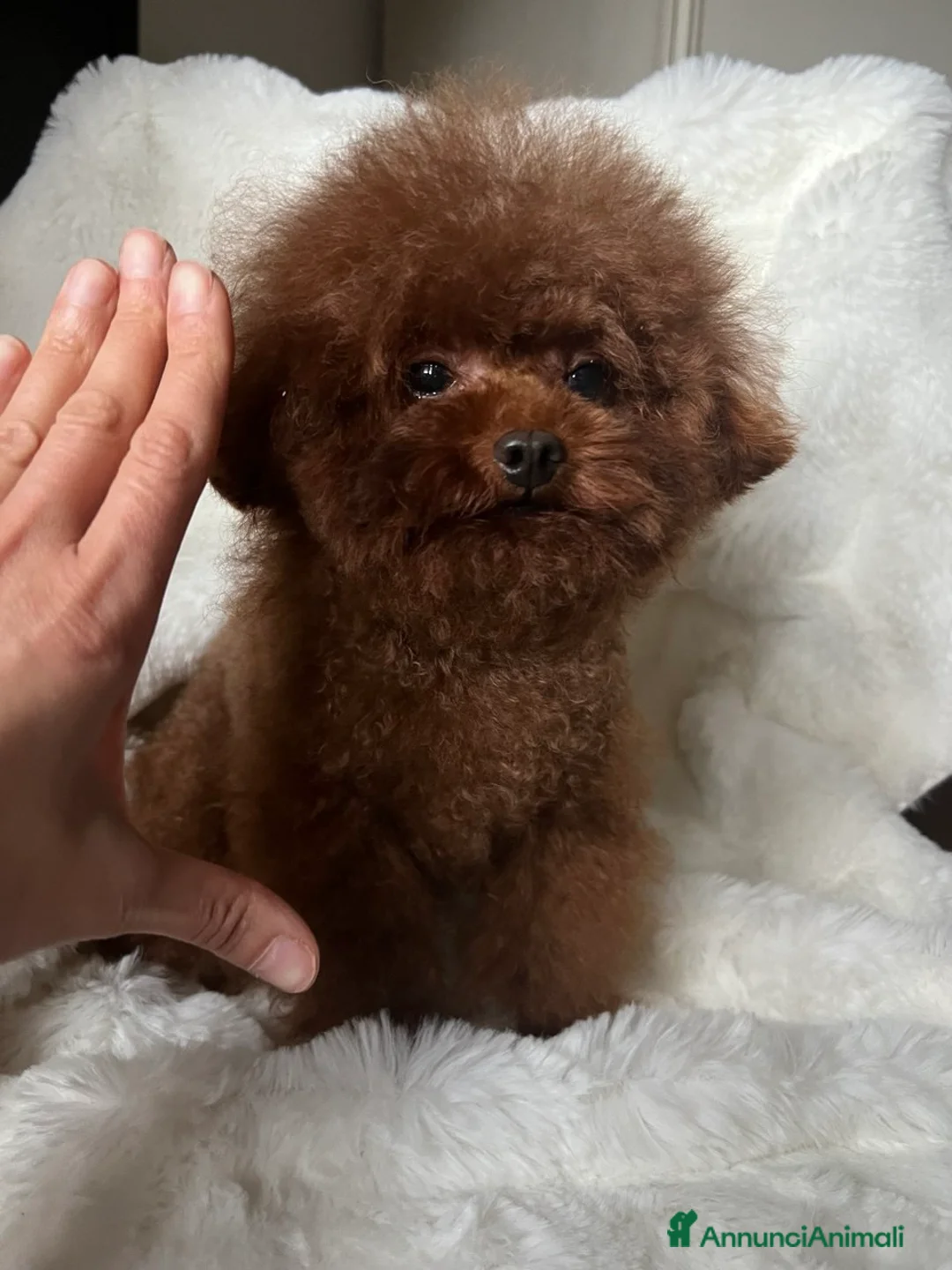 Barboncino Toy cani per accoppiamento: Accoppiamento con Teacup Poodle, Baby Face! - Annuncio 1
