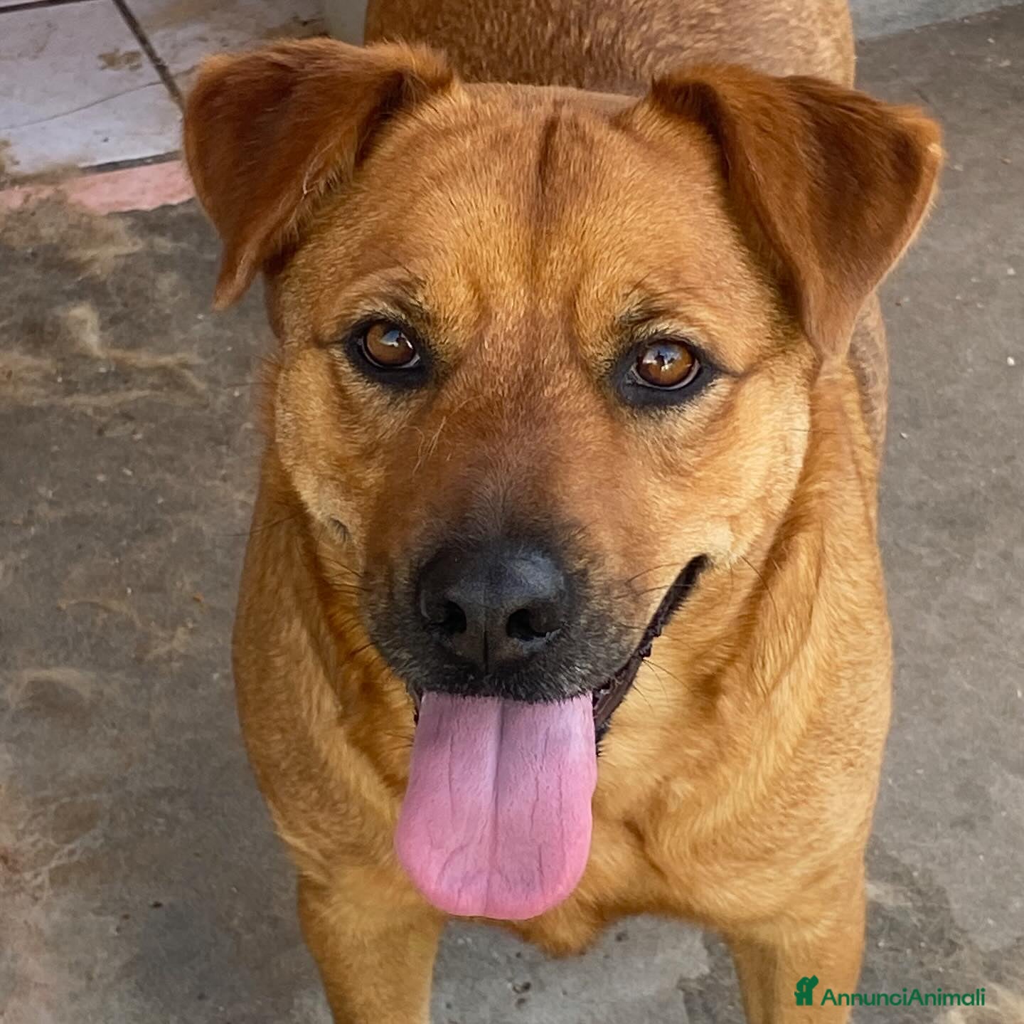 Meticcio cani Alanis dolce cagnolina 2 anni cerca casa! a Provincia di Latina - Annuncio 16