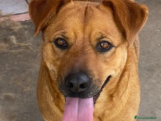 Meticcio cani Alanis dolce cagnolina 2 anni cerca casa! a Provincia di Latina - Annuncio 20