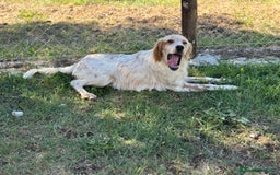 Setter Inglese cani in regalo: Spritz cucciolone similSetter socievole - Immagine 1