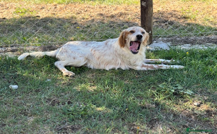 Setter Inglese cani Spritz cucciolone similSetter socievole - Annuncio 3
