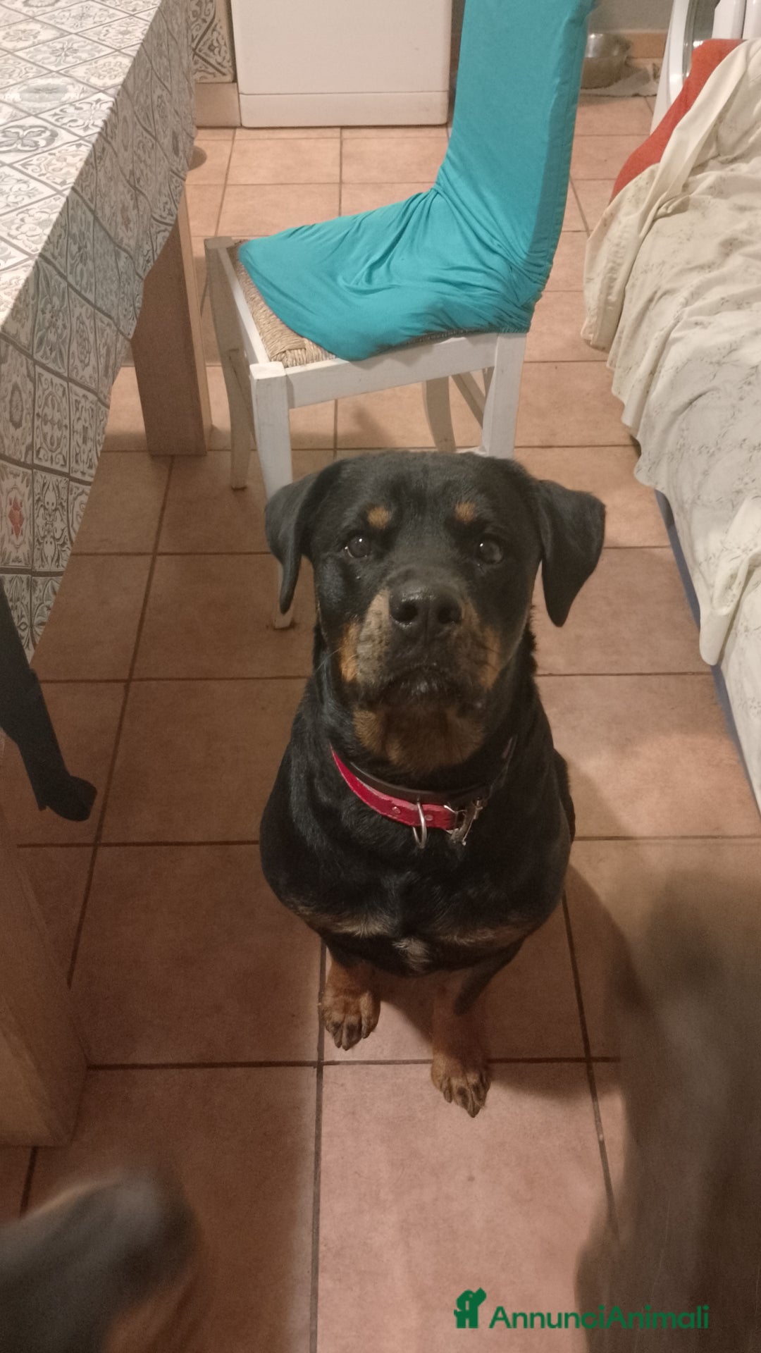 Rottweiler cani in vendita: Cuccioli rottweiler  - Annuncio 6