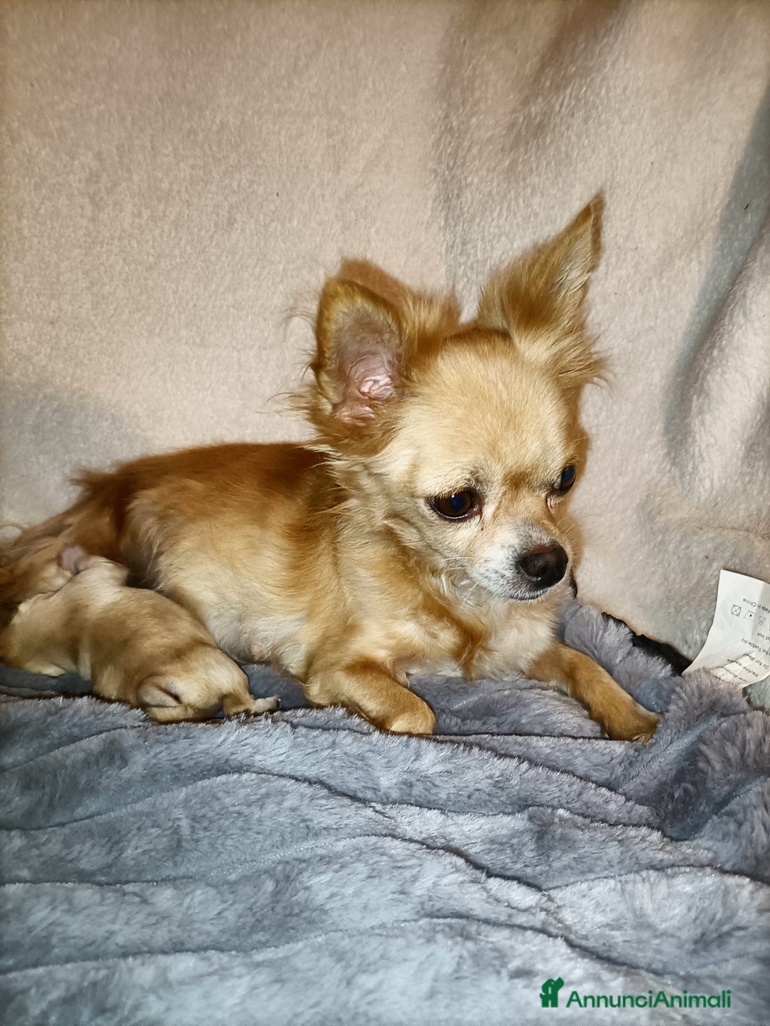 Chihuahua cani in vendita: CUCCIOLO CHIHUAHUA MASCHIO PEDIGREE  - Annuncio 6