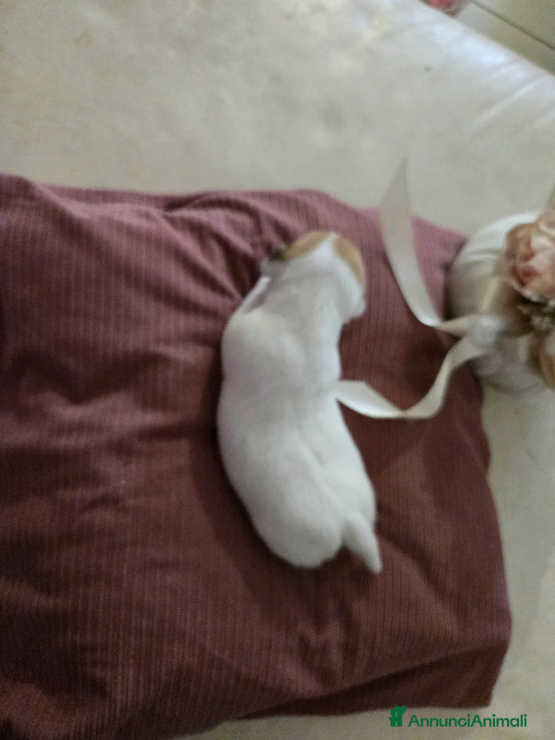 Jack Russell cani in vendita: Cuccioli Jack russell terrier - Annuncio 22