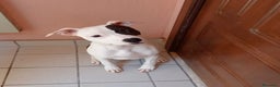 Pitbull cani in regalo: ADELE  affettuosa e simpatica! - Annuncio 1