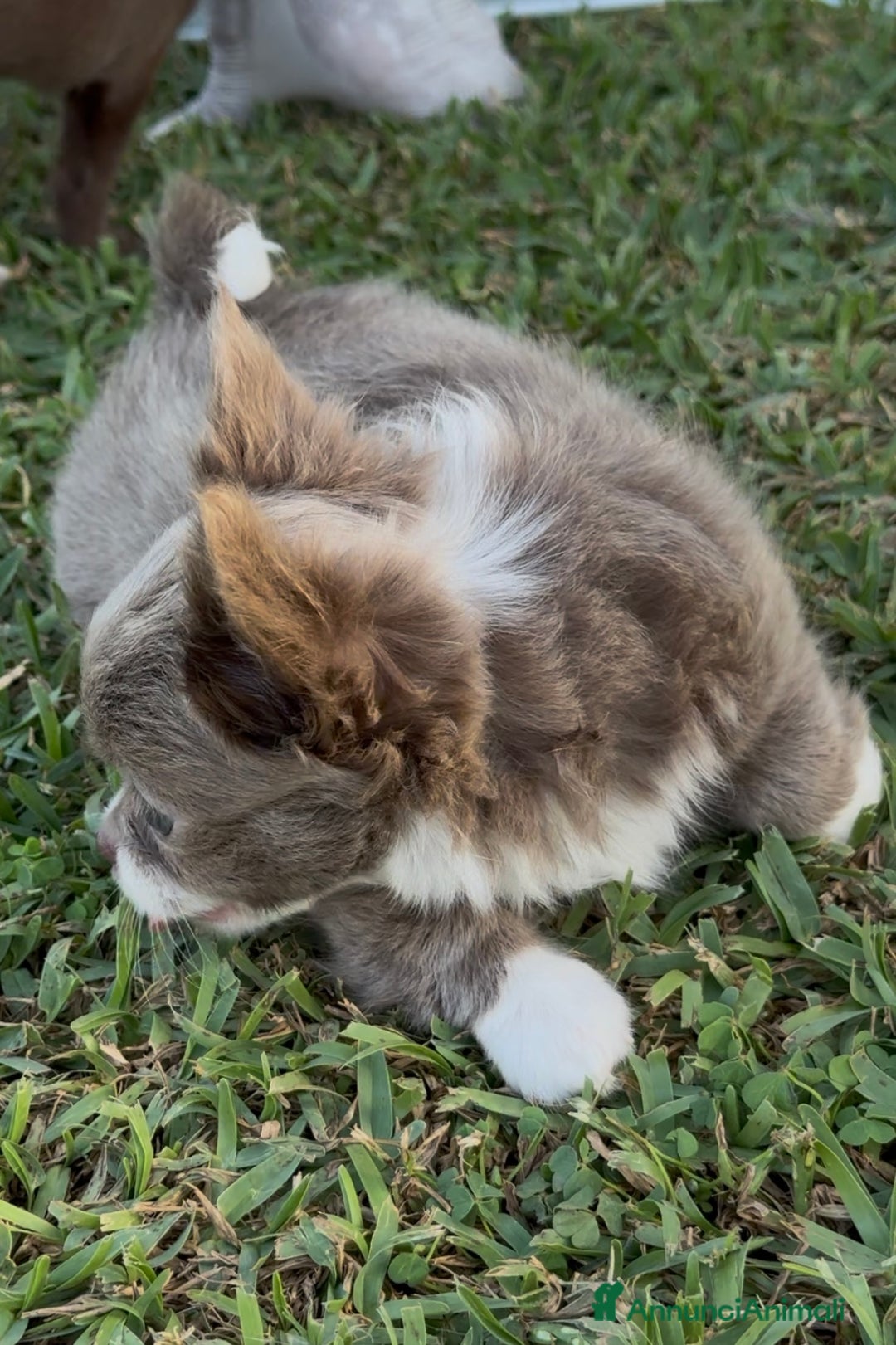 Chihuahua cani in vendita: Cuccioli chihuahua  a Città metropolitana di Milano - Immagine 11
