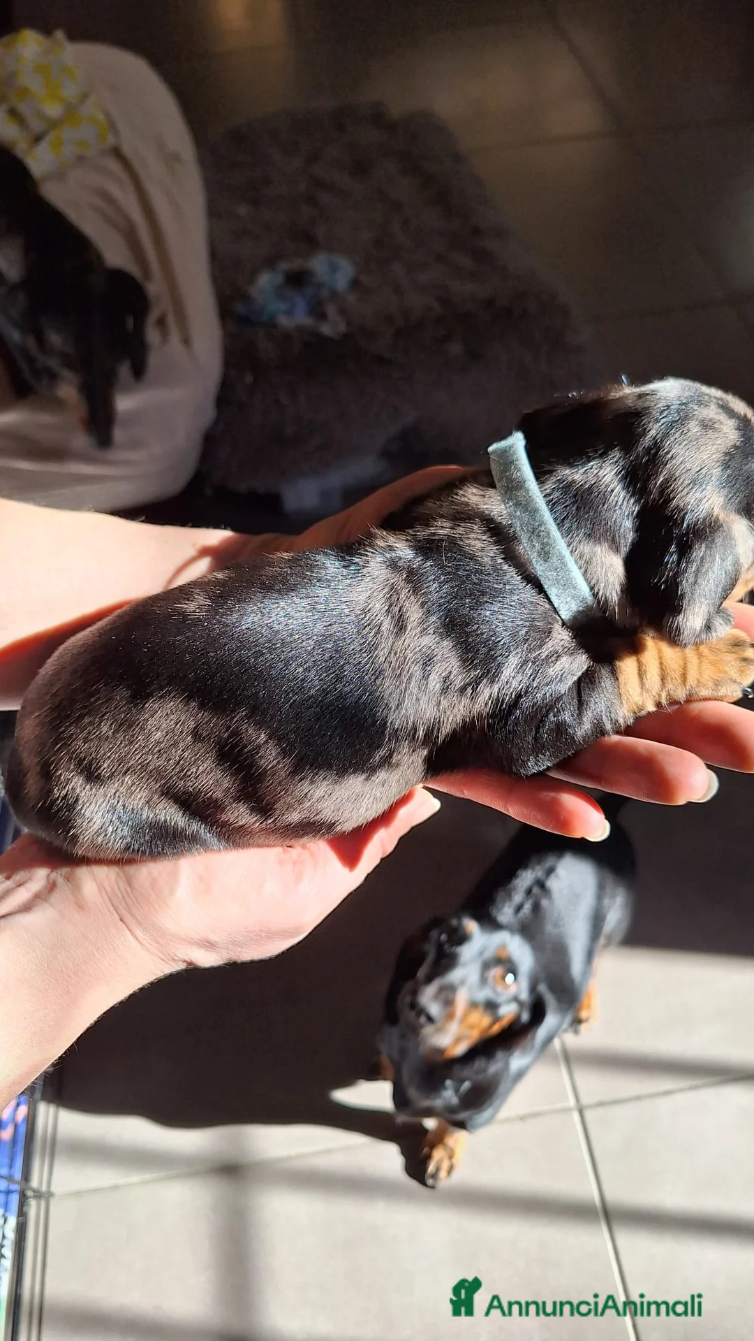 Bassotto cani in vendita: Bassotto arlecchino pedigree ENCI  - Annuncio 2