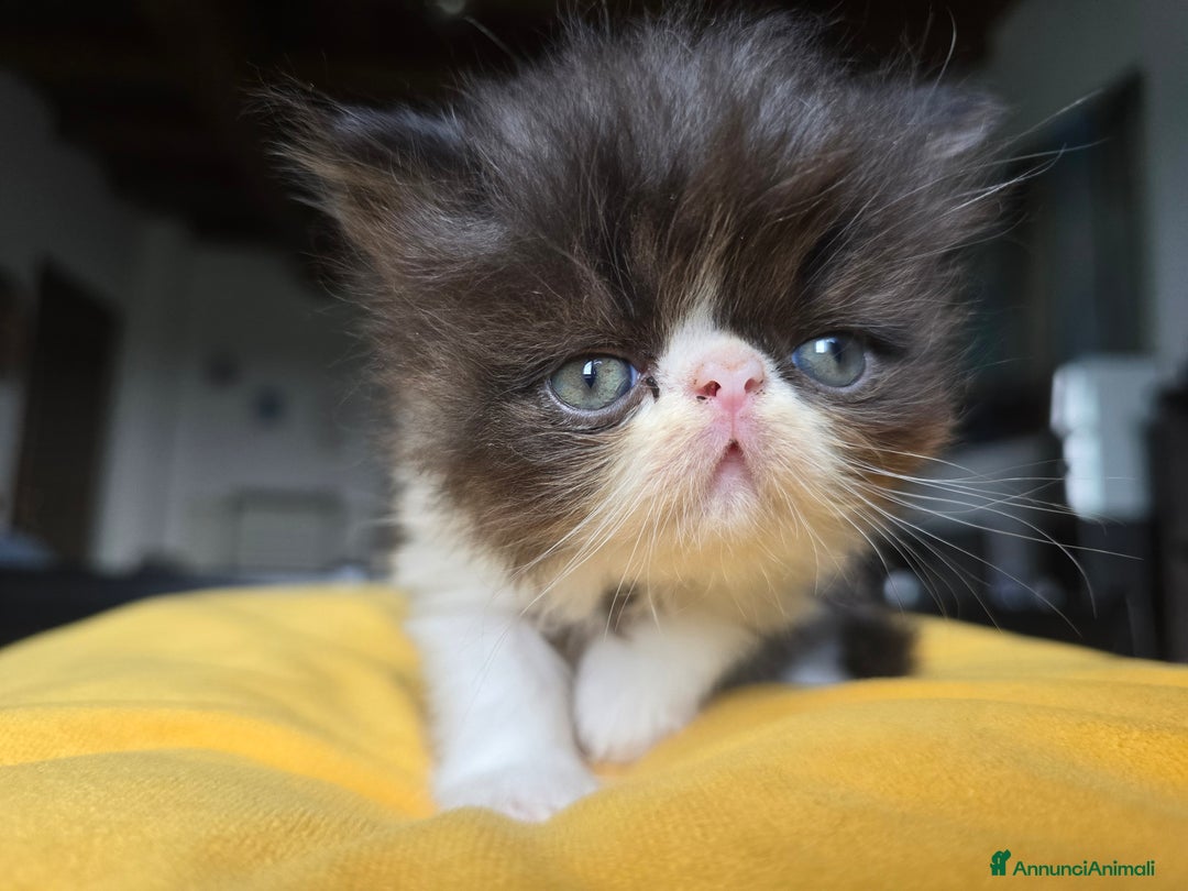 Persiano gatti in vendita: Meravigliosi Persiani - Immagine 18