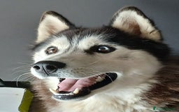 Husky cani per accoppiamento: Husky maschio con pedigree per accoppiamento  - Immagine 1