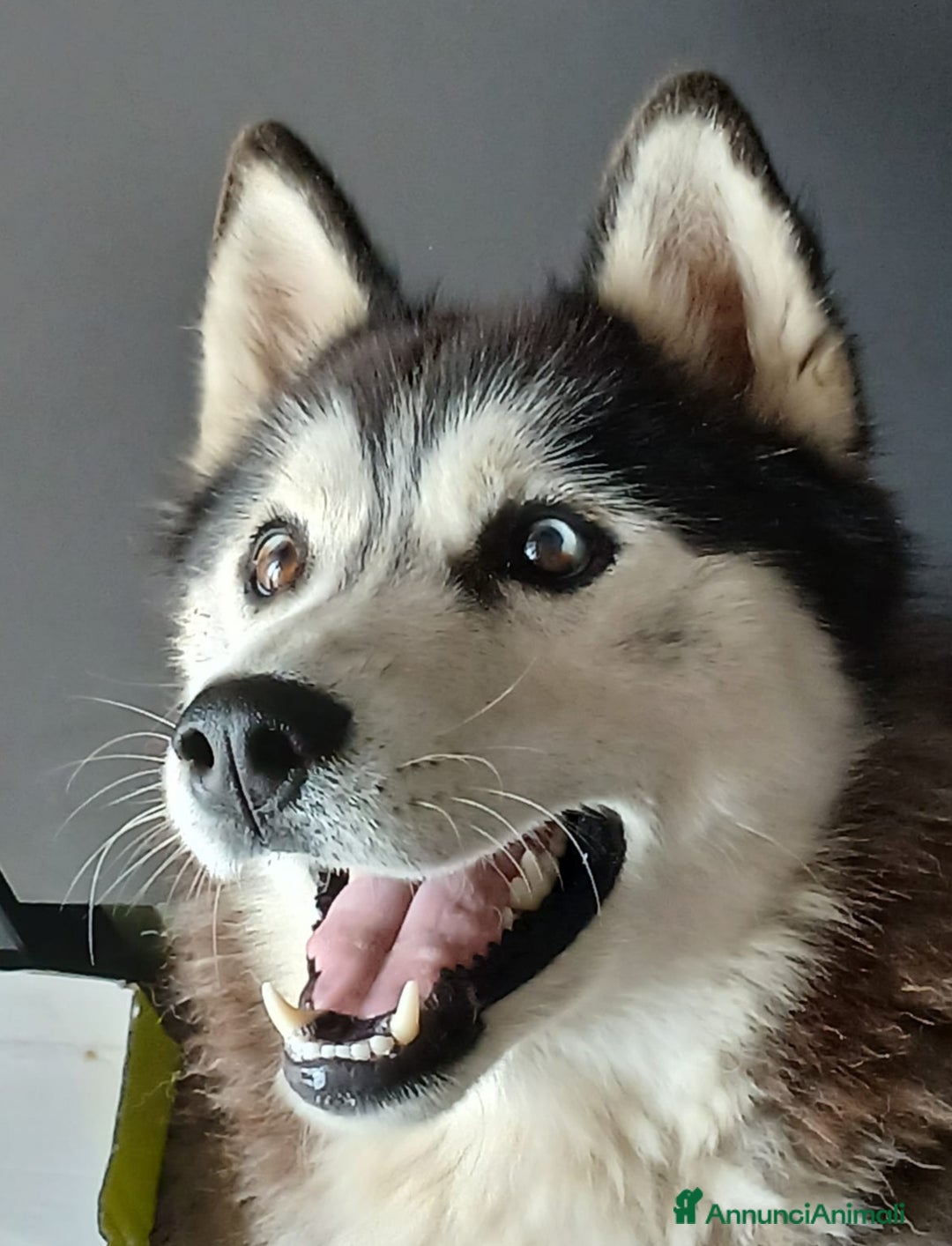 Husky cani per accoppiamento: Husky maschio con pedigree per accoppiamento  - Immagine 1