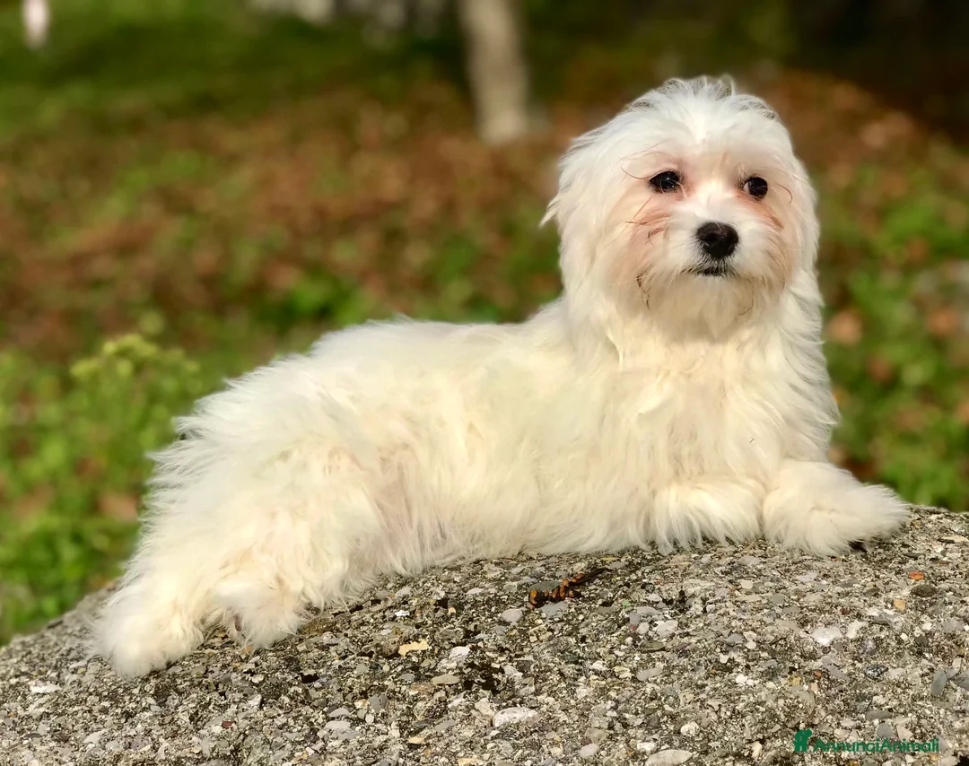 Maltipoo cani in vendita: Cucciole di MALTIPOO - Annuncio 5