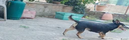Meticcio cani in regalo: Triade di meticci - Annuncio 22