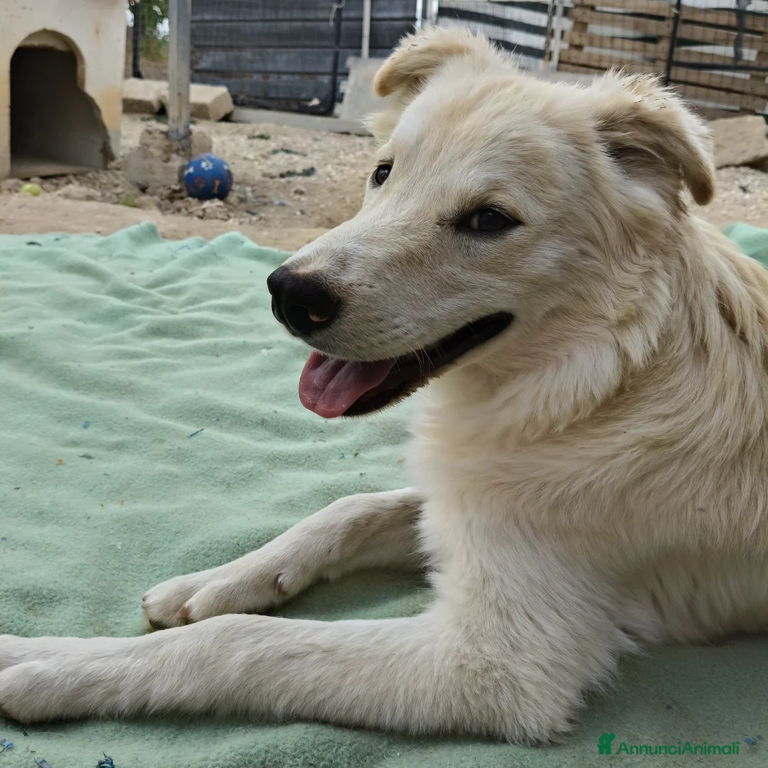 Meticcio cani in regalo: DUE MORBIDI E DOLCI FRATELLINI - Annuncio 2
