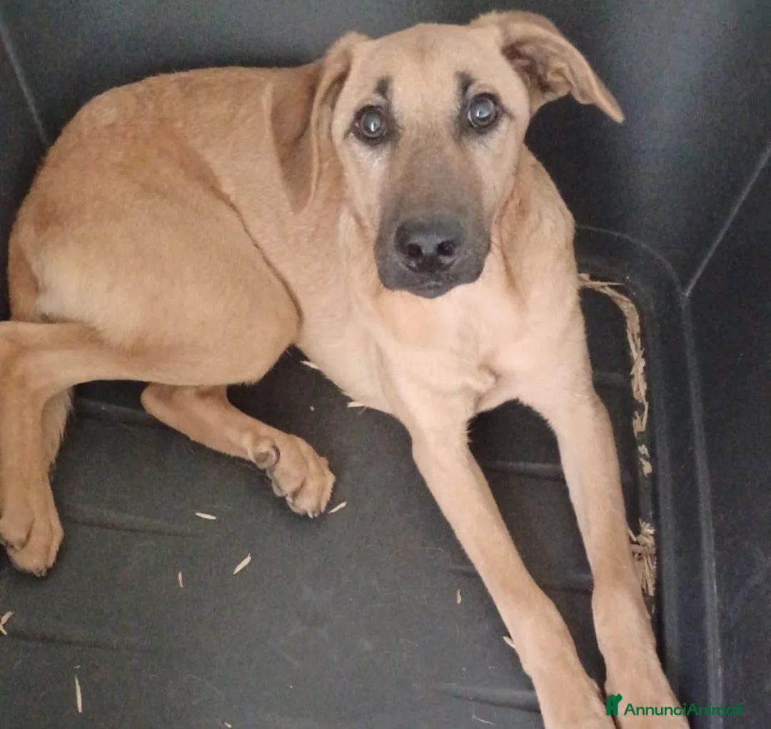 Meticcio cani in regalo: LA TIMIDA E DOLCE ALBICOCCA a Città metropolitana di Roma Capitale - Annuncio 3