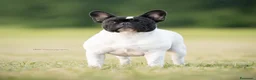 Bulldog Francese cani in vendita: BOULEDOGUE FRANCESE CON PEDIGREE ENCI/FCI a Provincia di Bergamo - Annuncio 3