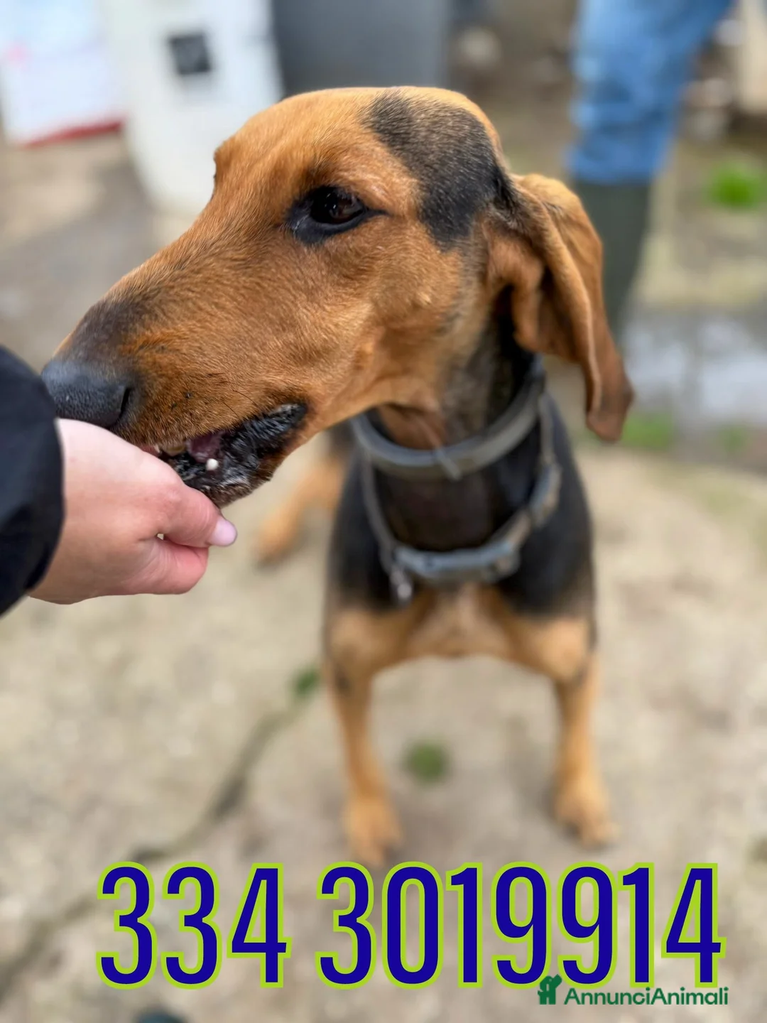 Segugio cani in regalo: BOBO 💙 - dolce, cerca riscatto e tante carezze - Annuncio 2