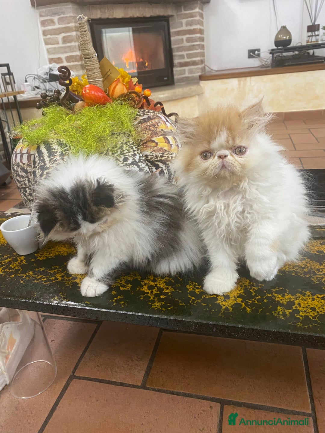 Persiano gatti in vendita: DUE MASCHIETTI PERSIANI IPERTIPICI - Annuncio 8
