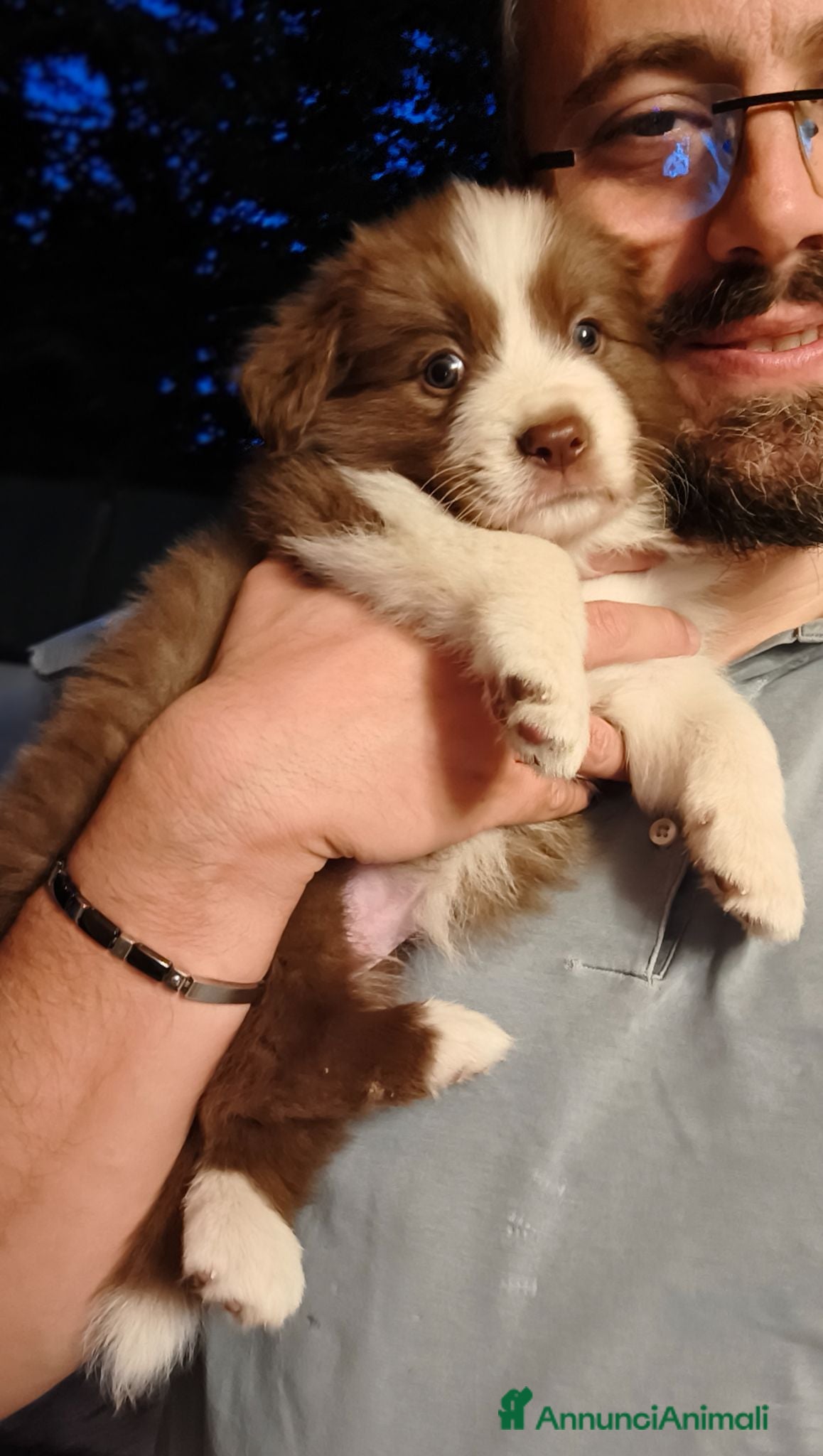 Border Collie cani Cuccioli di Border collie con pedigree ENCI  - Annuncio 1