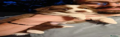 Border Collie 2