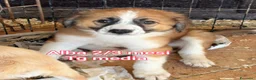 Meticcio cani in regalo: Cuccioli in cerca di famiglie  - Annuncio 6
