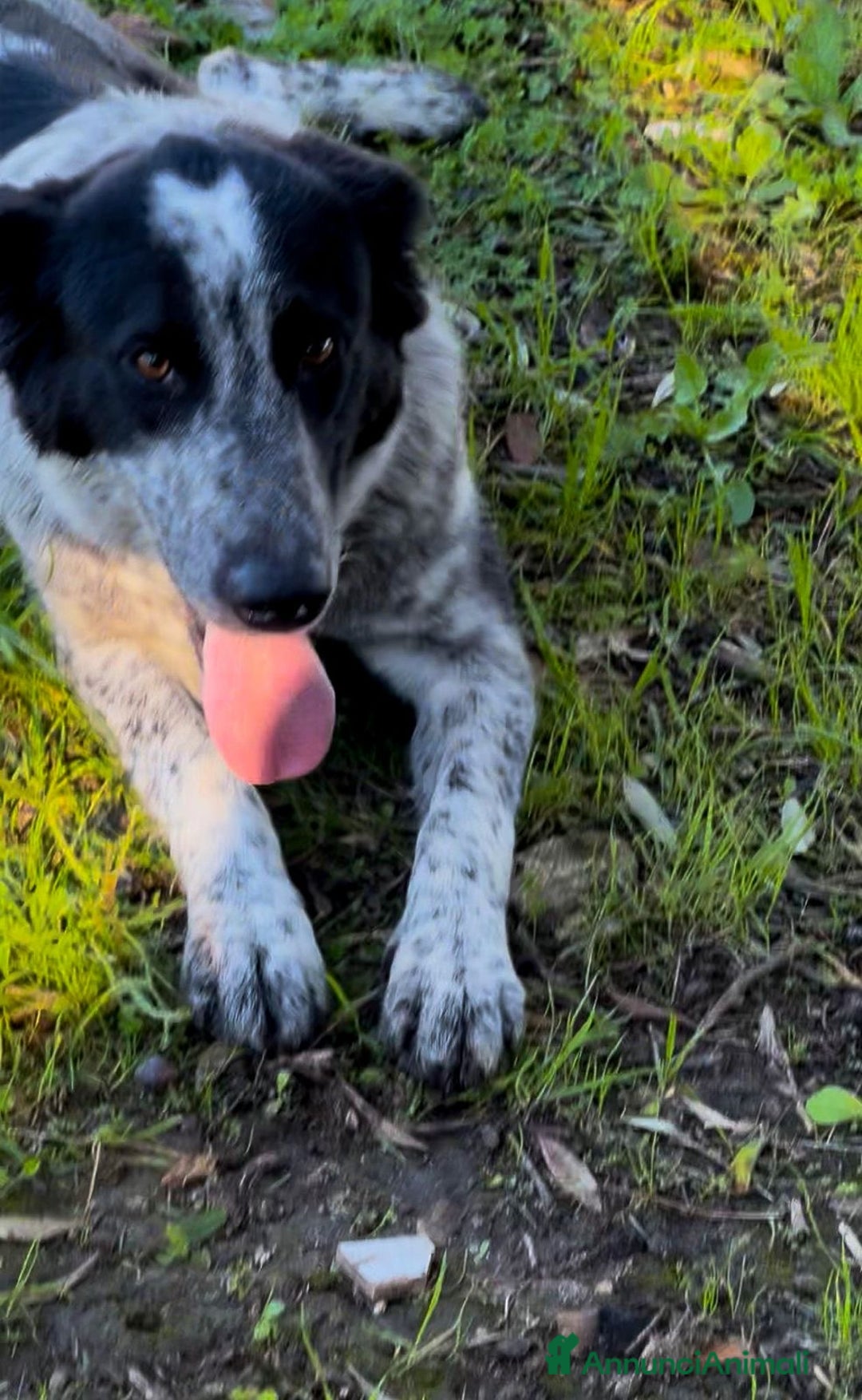 Meticcio cani in regalo: SERENA 🩷 - super cucciola mix pastore, cerca casa - Annuncio 3