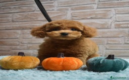 Barboncino Toy cani in vendita: Barboncino Toy - Immagine 3