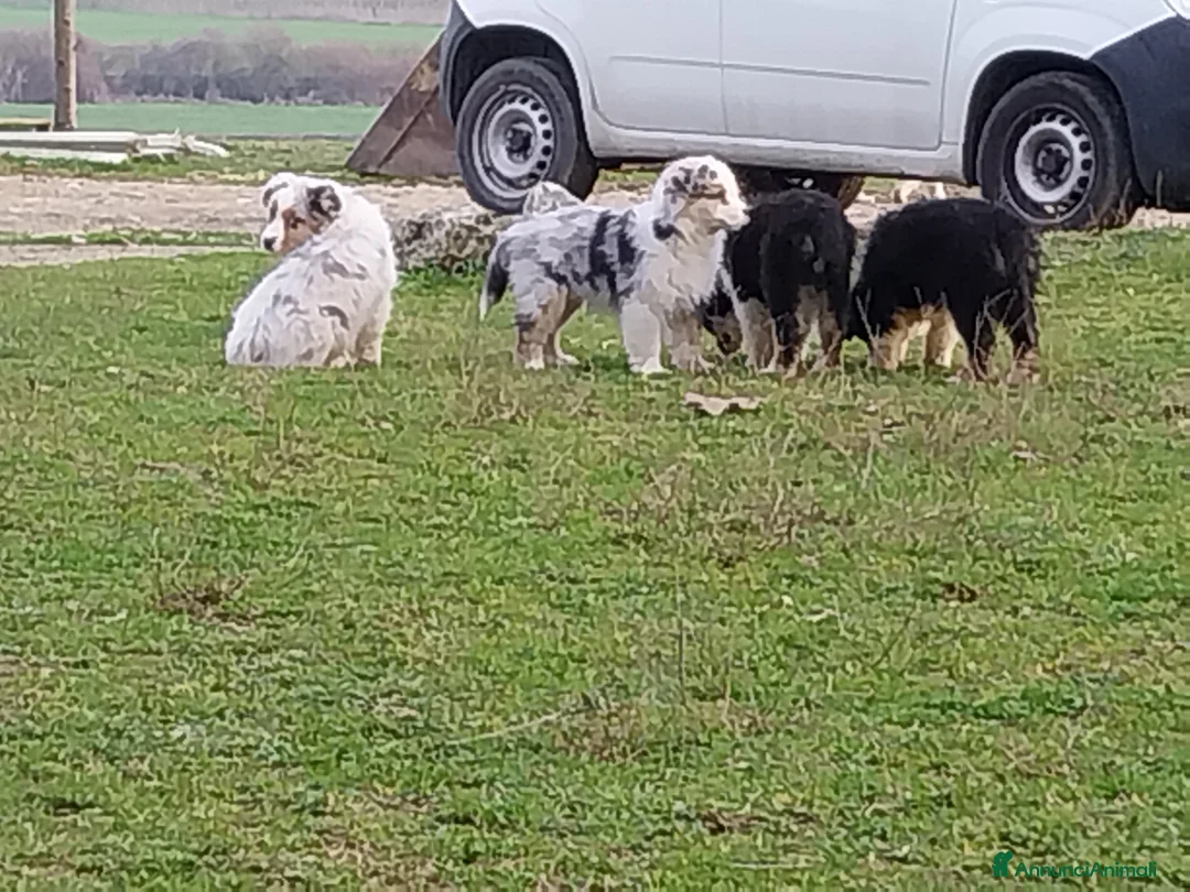Australian Shepherd cani in vendita: Cuccioli australian shepard  a Provincia di Pavia - Annuncio 3