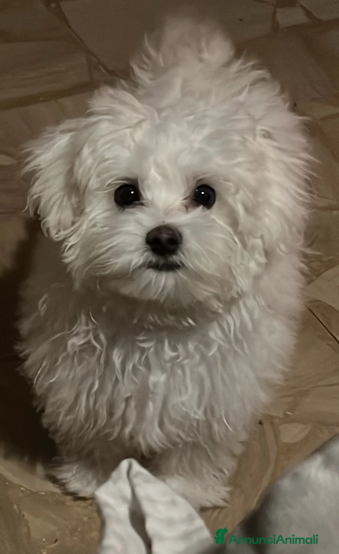 Maltese cani in vendita: Cuccioli Maltese toy - Annuncio 6