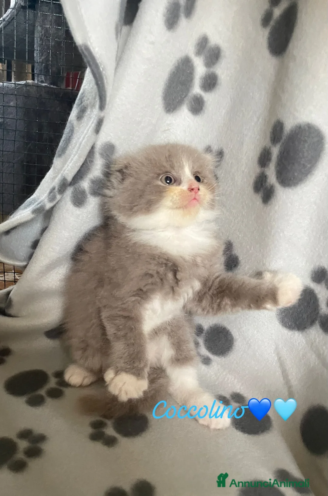 Scottish gatti in vendita: Scottish Cuccioli a Provincia di Rovigo - Annuncio 1