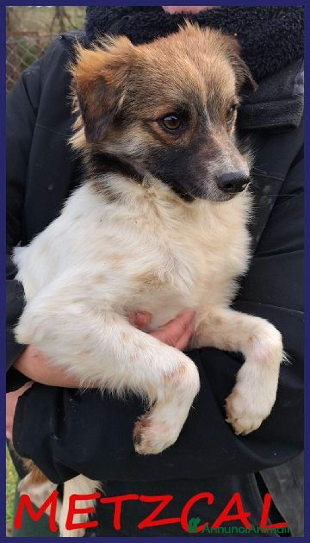 Meticcio cani in regalo: Metzcal tg piccola vuole le coccole - Annuncio 7